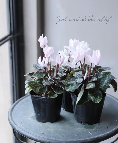 ガーデンシクラメン 『さくら -SAKURA-』 芳香性 | すべての商品