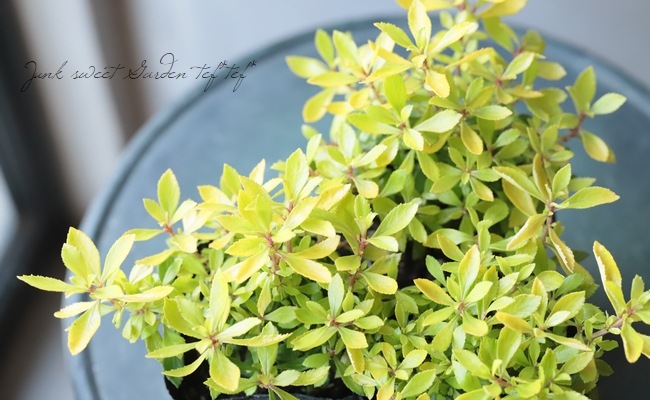 エスカロニア ゴールデンカーペット すべての商品 Junk Sweet Garden Tef Tef