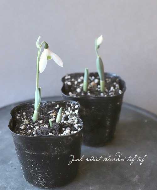 球根植物】 『スノードロップ』 | すべての商品 | | Junk sweet Garden