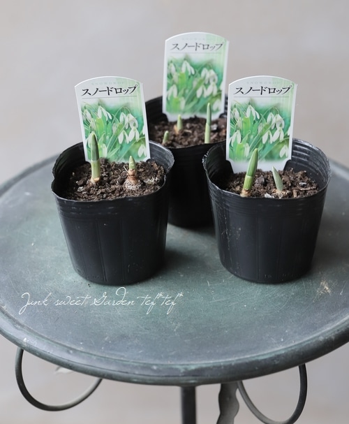 球根植物】 『スノードロップ』 | すべての商品 | | Junk sweet Garden