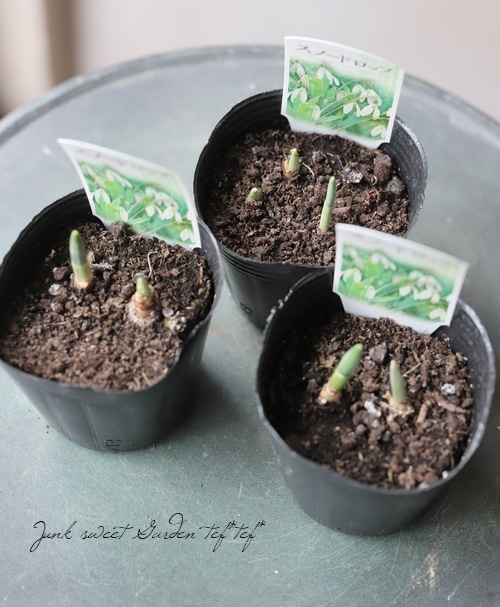 球根植物】 『スノードロップ』 | すべての商品 | | Junk sweet Garden