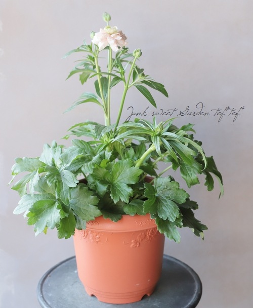 綾園芸さんのラナンキュラス ラックスシリーズ 『アリアドネ