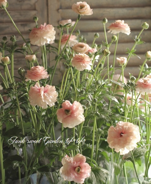 綾園芸さんのラナンキュラス ラックスシリーズ 『アリアドネ