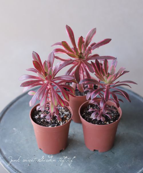 多肉植物】 『サンシモンバイオレット』 アエオニウム属 | すべての