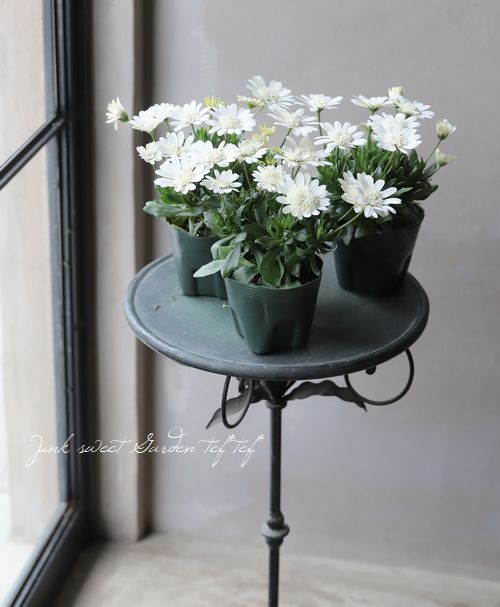 ���֥餵���Ȭ�ź餭�����ƥ����ڥ�ޥࡡ�إ��ǥåȥ֥��� ����̿̾��