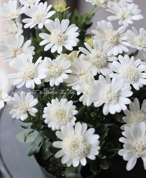 ���֥餵���Ȭ�ź餭�����ƥ����ڥ�ޥࡡ�إ��ǥåȥ֥��� ����̿̾��