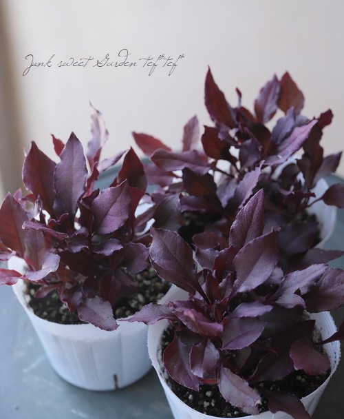 Ƽ�ե���ƥ�ʥ󥻥� �إѡ��ץ�ץ�󥹡�