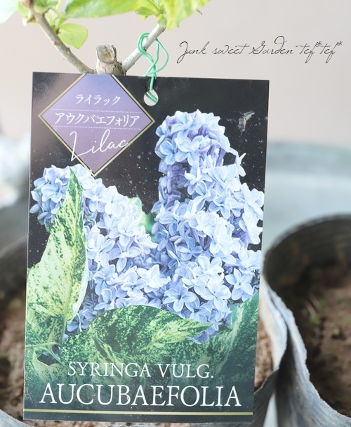 ライラックの樹様 楽天市場】斑入りライラック アウクバエフォリア 5号 苗木(J10