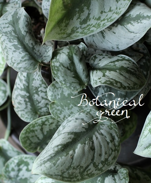 �ڴ��տ�ʪ�� ��������ץ������ԥ��������إȥ�ӡ��١��إȥ쥦�ӡ���