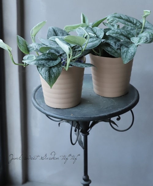 �ڴ��տ�ʪ�� ��������ץ������ԥ��������إȥ�ӡ��١��إȥ쥦�ӡ���