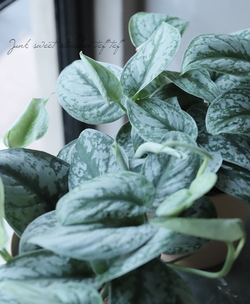 �ڴ��տ�ʪ�� ��������ץ������ԥ��������إȥ�ӡ��١��إȥ쥦�ӡ���