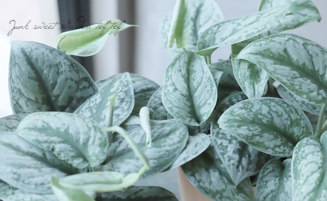 �ڴ��տ�ʪ�� ��������ץ������ԥ��������إȥ�ӡ��١��إȥ쥦�ӡ���