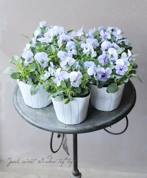 ���ӥ��顦�����XP  �إޥ꡼�ʡ�