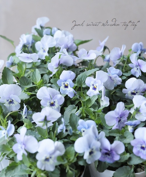 ���ӥ��顦�����XP  �إޥ꡼�ʡ�