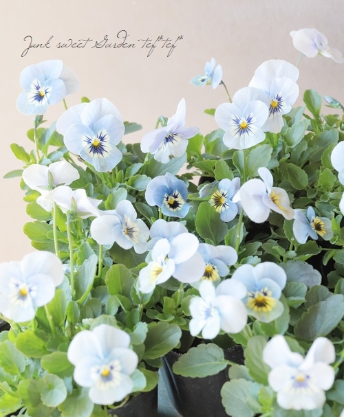 ���ӥ��顦�����XP  �إޥ꡼�ʡ�