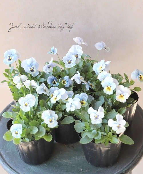 ���ӥ��顦�����XP  �إޥ꡼�ʡ�