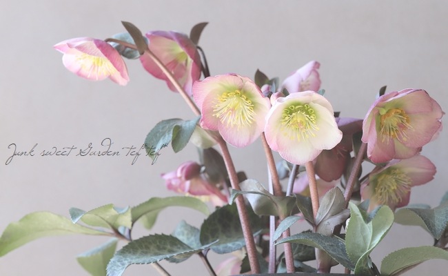 クリスマスローズ・Frost Kiss 『ドロシーズドーン』 | すべての