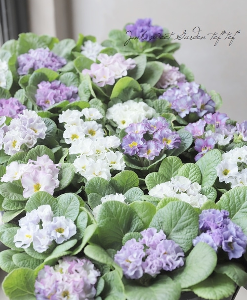 プリムラ・プラチナジュリアン ラヴィス 『ブルーシルバー』 | すべて