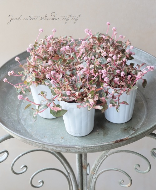 ポリゴナムご相談 楽天市場】【送料無料】ポリゴナム ヒメツルソバ 花苗 9cmポット