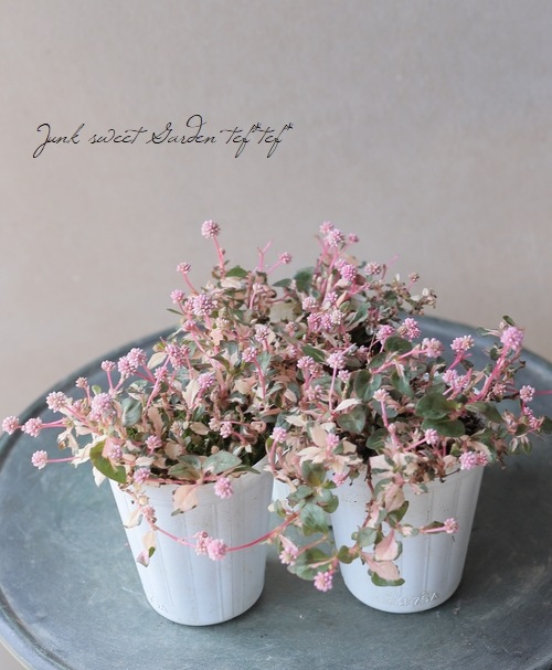 2_000000017450.jpg?1682082615