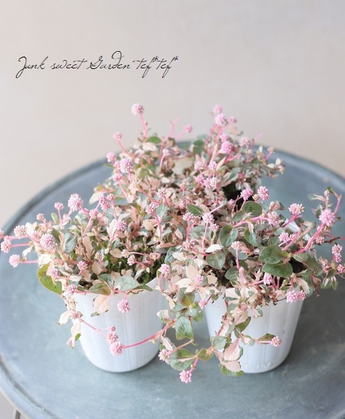 斑入りポリゴナム 『ちぇりーぽっぷす』 | すべての商品 | | Junk