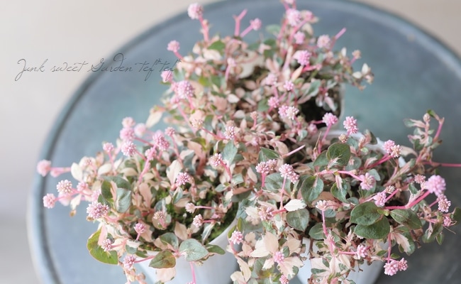 ポリゴナムご相談 園芸ネット本店｜斑入りポリゴナム2.5号ポット 6株セット の通販【公式】