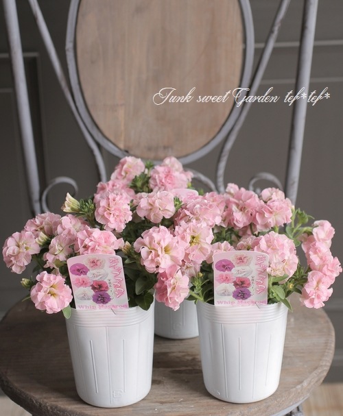 花日和さんオリジナル】 八重咲きペチュニア 『ホイップマカロン