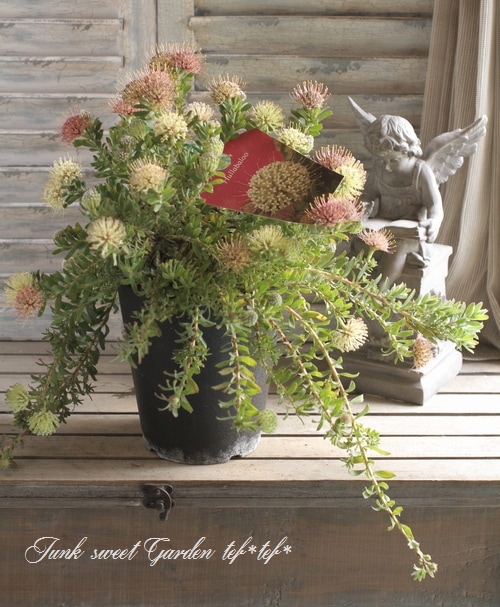 リューコスペルマム 『ハルバルー』 オーストラリアンプランツ