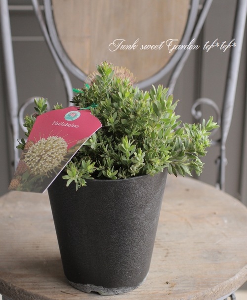 リューコスペルマム 『ハルバルー』 オーストラリアンプランツ