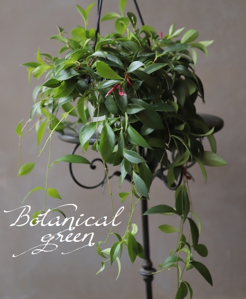 �ڴ��տ�ʪ�� �������ʥ󥵥����إߥ���󥵥���