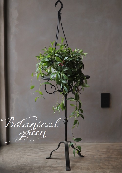 �ڴ��տ�ʪ�� �������ʥ󥵥����إߥ���󥵥���