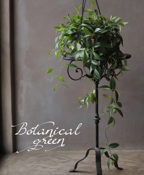 �ڴ��տ�ʪ�� �������ʥ󥵥����إߥ���󥵥���