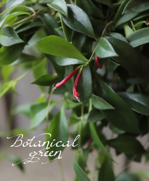 �ڴ��տ�ʪ�� �������ʥ󥵥����إߥ���󥵥���