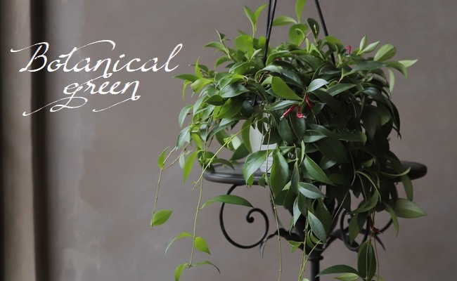 �ڴ��տ�ʪ�� �������ʥ󥵥����إߥ���󥵥���