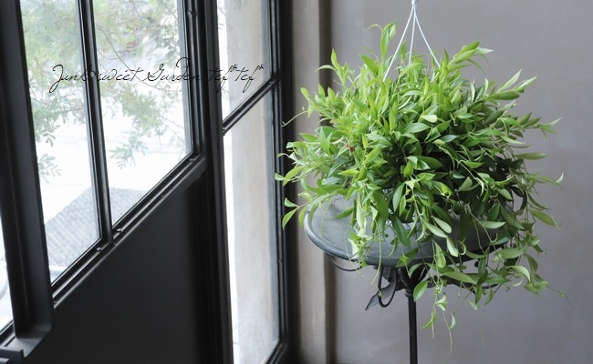 �ڴ��տ�ʪ�� �������ʥ󥵥����إߥ���󥵥���