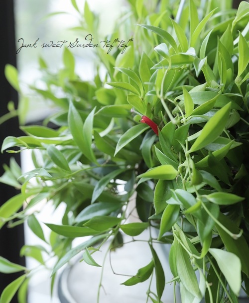 �ڴ��տ�ʪ�� �������ʥ󥵥����إߥ���󥵥���