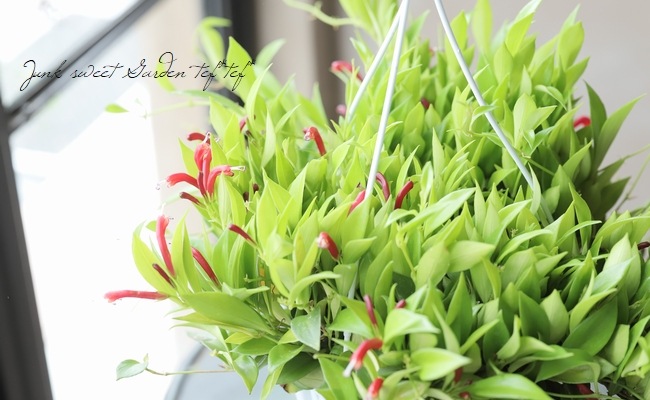 �ڴ��տ�ʪ�� �������ʥ󥵥����إߥ���󥵥���