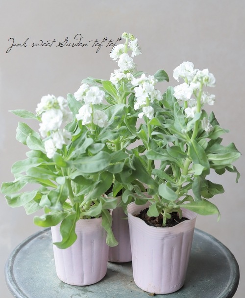 八重咲きストック 『ホワイト』 | すべての商品 | | Junk sweet Garden