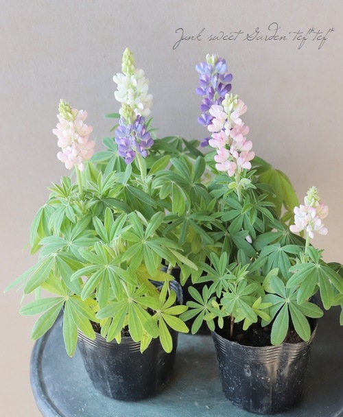 �ɺ���ԥʥ� �إԥ������ǥ饤�ȡ� MIX ��2��3�ܿ�����