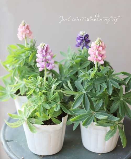 �ɺ���ԥʥ� �إԥ������ǥ饤�ȡ� MIX ��2��3�ܿ�����