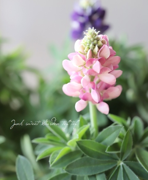 �ɺ���ԥʥ� �إԥ������ǥ饤�ȡ� MIX ��2��3�ܿ�����