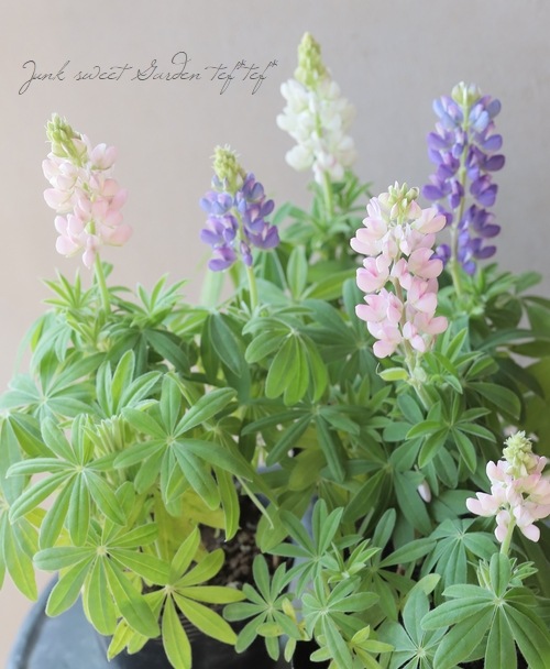 �ɺ���ԥʥ� �إԥ������ǥ饤�ȡ� MIX ��2��3�ܿ�����