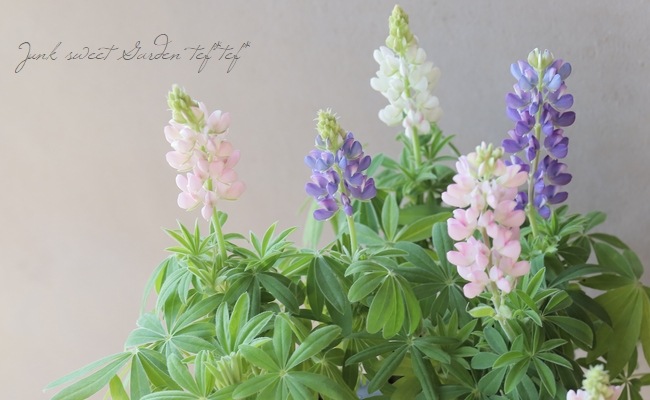 �ɺ���ԥʥ� �إԥ������ǥ饤�ȡ� MIX ��2��3�ܿ�����