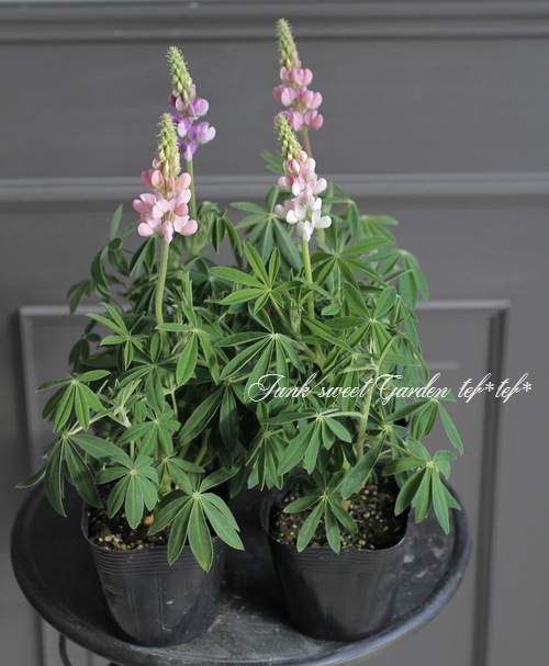 �ɺ���ԥʥ� �إԥ������ǥ饤�ȡ� MIX ��2��3�ܿ�����