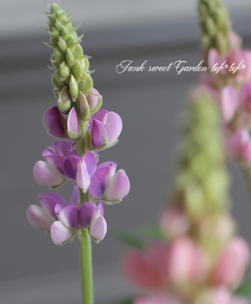 �ɺ���ԥʥ� �إԥ������ǥ饤�ȡ� MIX ��2��3�ܿ�����