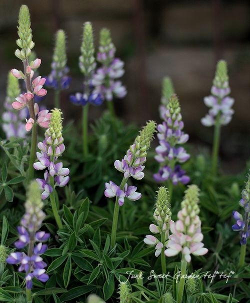 �ɺ���ԥʥ� �إԥ������ǥ饤�ȡ� MIX ��2��3�ܿ�����