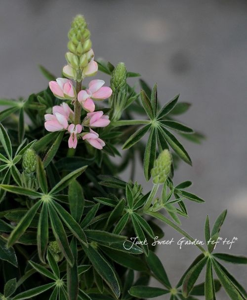 �ɺ���ԥʥ� �إԥ������ǥ饤�ȡ� MIX ��2��3�ܿ�����