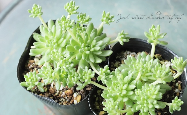 多肉植物】セダム 『ウィンクレリー』 | すべての商品 | | Junk