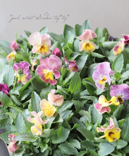 15_000000018650.jpg?1678209903