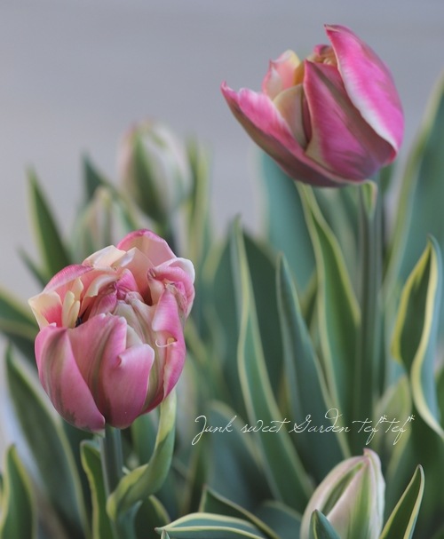 冷蔵斑入りチューリップ 大人色！八重咲き 『トップリップス